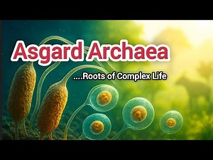 Asgard Archaea: From Archaea to Eukaryotes