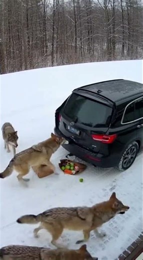 Driver Narrowly Escapes Wolf Pack by Hiding in Trunk #Shorts