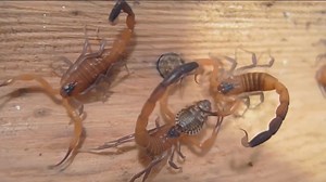 With warmer weather here, some expert tips on keeping scorpions out of your home