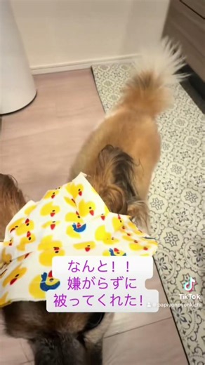 熱中症対策グッズ！#熱中症 #熱中症対策 #パピヨン好きと繋がりたい #元気になる動画 #パピヨン大好き