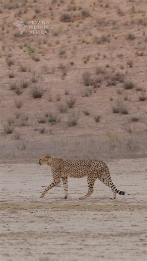 Cheetah Walking in Kalahari Safari Adventure