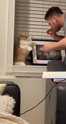 Funny Cat Whiskey's Nightly Shenanigans