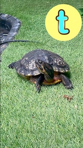 Animal ABCs! 🐇 🦘🐢 #abcd #kidssongs #kidsvideo #singalong #children #kids #toddlers #abc #animals