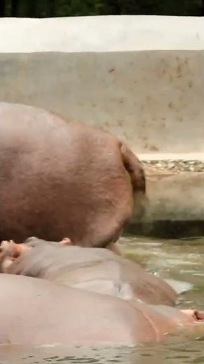 Farting hippo poop prank ( Link of original video is in description) #shorts #tiktok #funny #comedy