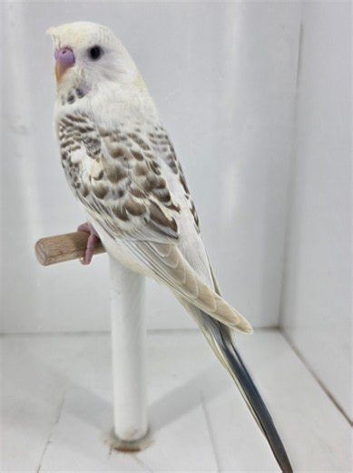 A gorgeous violet opaline cinnamon texas clearbody tufted baby girl budgie 🥰 #parakeet #goldenwingsaviaries #budgies #girl #texas