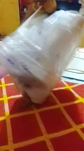 holiye me chhod ke shrts