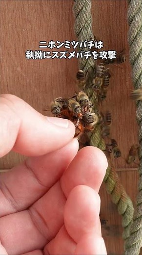 For our friends! Overkill of Japanese honeybees #Japanese honeybees #Heat-killing hornet balls #H...
