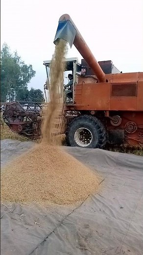 Rice Harvest with Combine Harvester | Real Farming in the Field