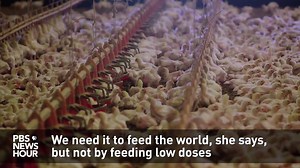 49,000 chickens. That's how many of the animals are kept on one industrial chicken farm. While farms like these help feed the world, dangers arise when the chickens are pumped up with low doses of antibiotics. | PBS NewsHour