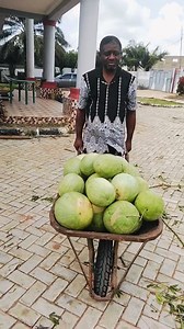 54K views · 3.9K reactions | First harvest from my small waterMILLION farm! Tomsule Doo Party (TDP) TDP... Power to the farmers TDP...Our Soil is our oil TDP... Timtyo saan ishe ga TDP... Tomsule hemba zamber TDP... Oryuhev lamen orsule a yaan | Mfa Tivdoo | Facebook