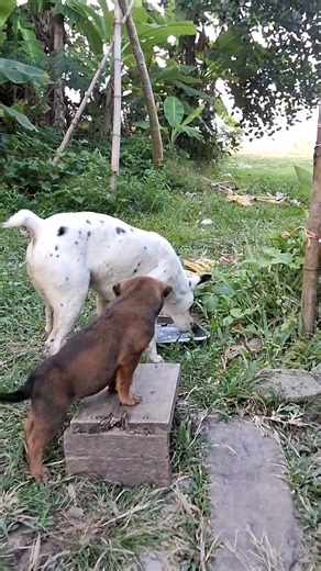 feeding ❤️ #kindnessiscool #helpthemfoundation