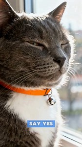 Calm Cat Watching the World Outside 🪟🐱 #cat | Cat World Order