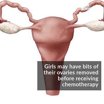 Primitive human eggs matured in the lab for the first time