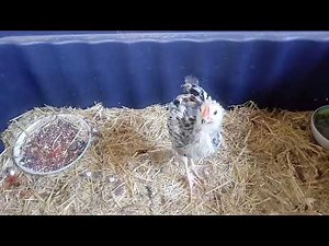 Healing a chicken with a broken leg high on the hip.