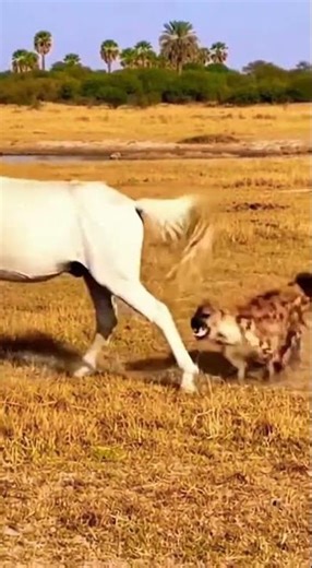 Amazing weapons of animals.動物たちの驚くべき武器 Deadly defense secrets revealed #wildlife #nature #animals