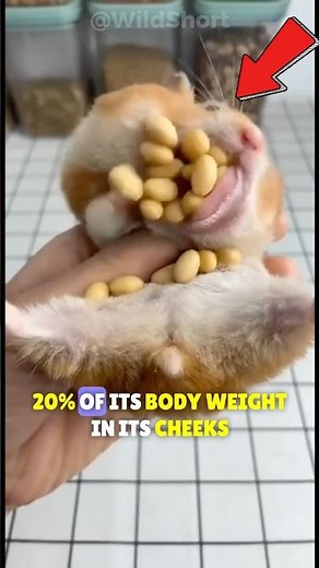 You’ve Been Underestimating Hamsters This Whole Time 🐹🔥