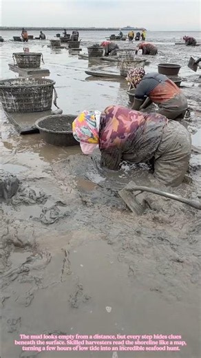This Traditional Mudflat Harvesting Method Still Feeds Communities Today