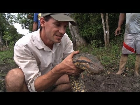 Catching An Anaconda By Hand