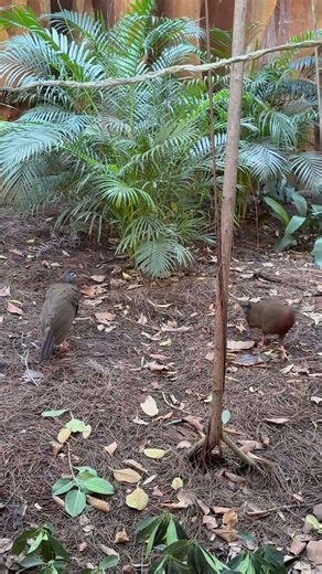 Great Argus Pheasant - Maharajah Jungle Trek - Disney’s Animal Kingdom