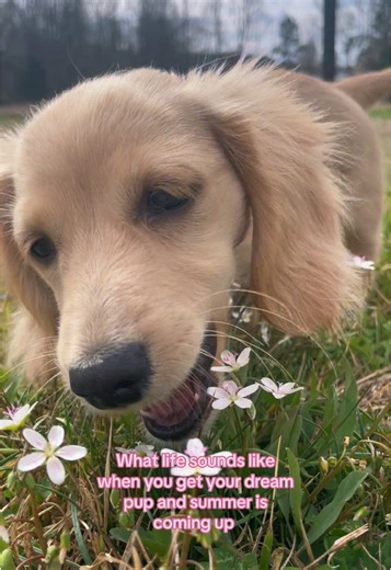 Going to be the best summer!! #minilonghairedachshund #weeniedog #blondedachshund #spring #puppy