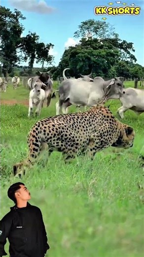 Kawanan Sapi Terhenti Mendadak Melihat Sosok Tak Terduga di Padang Rumput😱