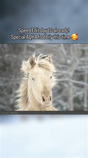 Day 10 of the Speed Edit Challenge! AQHA foal Lily #aqha #aqhafoal #foal #quarterhorse #photography