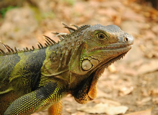 What’s the purpose of an iguana’s third eye?