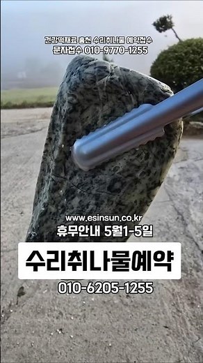 홍천수리취 #생수리취 #떡재료 #단오떡 #건강떡 #가족간식 #수리취나물 #홍천독불장군