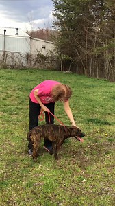 Wava is a 3-year-old brindle mixed breed. She’s very sweet and only $60 this weekend at KWHA in Corbin, KY | Knox-Whitley Humane Association