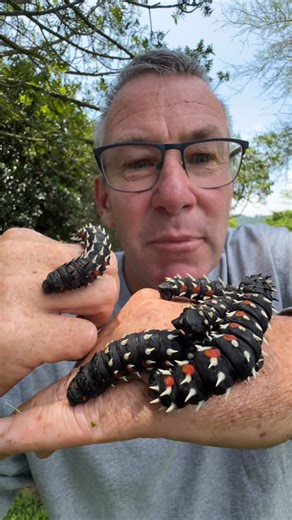 Ivan Carter on Instagram: "No arguments - these amazing Cabbage Tree Emperor Moths are Aliens! 🤠🐛"