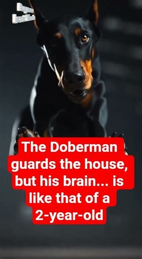 The Doberman guards the house, but his brain... is like that of a 2-year-old #dog #dogs #animals