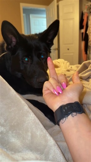 German Shepherds forgetting they’re supposed to be smart 😂🐶 These dogs can learn complex commands… yet still get confused by doors, trip over nothing, and make the worst decisions imaginable 😭 Highly intelligent breed… temporarily operating with zero brain cells 🤣 Wait till the end — that last fail completely resets the IQ 👀🔥 #germanshepherd #funnydogs #dogsoftiktok #viral #fyp