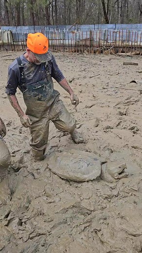12M views · 117K reactions | Participating in an Alligator Snapping Turtle relocation program. It was a muddy mess! Rusty Reed The Turtleman Greg Wittstock, The Pond Guy #alligatorsnappingturtle #snappingturtle | Ed The Pond Professor | Facebook