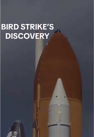 Bird Strike Incident During STS-114 Shuttle Launch