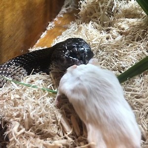 This speckled shield nosed cobra, Aspidelaps scutatus scutatus, has such a short face, they remind me of pugs. These small snakes use their flat nose to burrow in loose sandy soil for lizards and small mammals. You can really see the unusual shape when they are holding food! #krz #kyreptile #venomous #nomnom #snake #snakesofinstagram | Kentucky Reptile Zoo