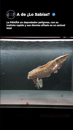 THE POWER OF A PIRANHA 🐟