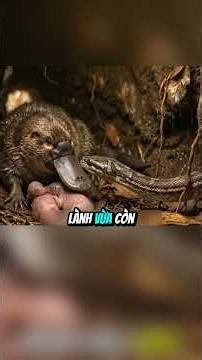 Cuộc sống kì là của Thú Mỏ Vịt