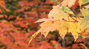 138K views | What are some ways in which you like to celebrate the...