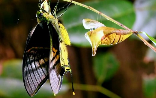 首次记录！蝶中皇后金斑喙凤蝶野外羽化过程，雌雄性比为1:50~200_哔哩哔哩_bilibili