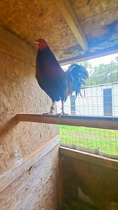 Kelso radio 🇲🇽🐓 | Eugenio Rubio