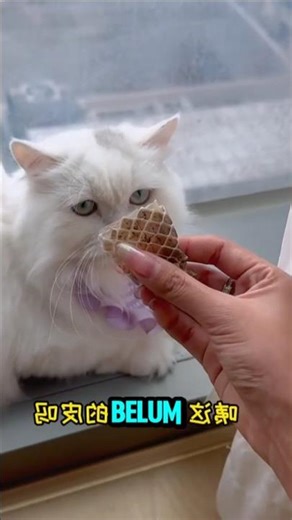 Loli Finds Snake Scales Along with Nest and Eggs #shorts #cat