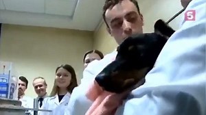 Russian science team can make this dog breathe underwater