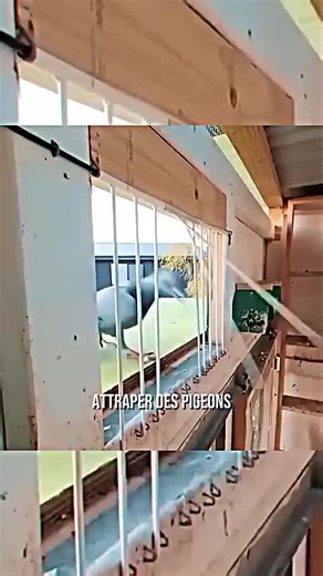 Piège Innovant pour Attraper des Pigeons