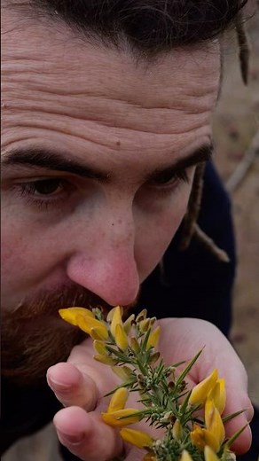 Gorse flowers — Edible and delicious. #foraging #gorse #survival