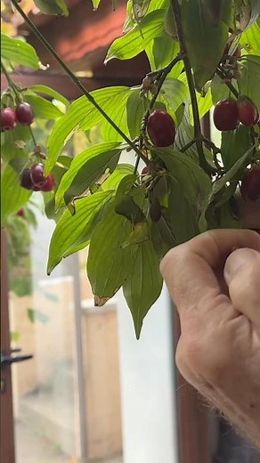 Making Cherry Brandy ￼ from our Own Cherries ￼