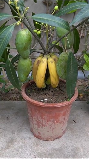 This Banana Method Makes Mango Grow Faster at Home! #mango #growthtips | H&H Gardening Tips