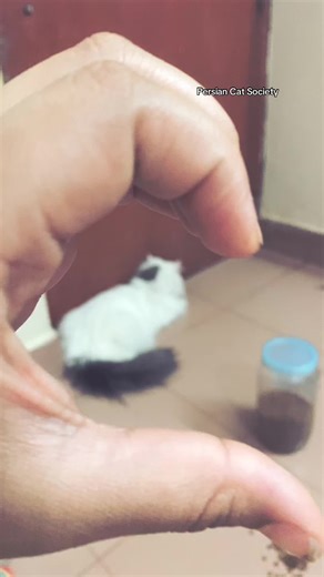 Persian Cat Society: Connecting Enthusiasts