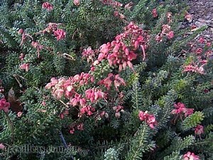 Grevillea lanigera - Alchetron, The Free Social Encyclopedia