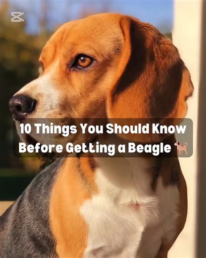 beagle on Instagram: "10 Things You MUST Know Before Getting a Beagle Beagles are cute, Ioving, and full of personality but they're not as easy as they look. From nonstop sniffing to howling and escape skills, here are 15 must-know facts every future Beagle owner should understand before bringing one home. Credit thedoggyfacts #beaglecute ⁣ #beaglefamily ⁣ beaglegirl ⁣ beagle"