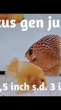 Discus raflesia, whitesnake, red melon, golden, AMG gen jumbo size 2,5 inch s.d. 3 inch up
